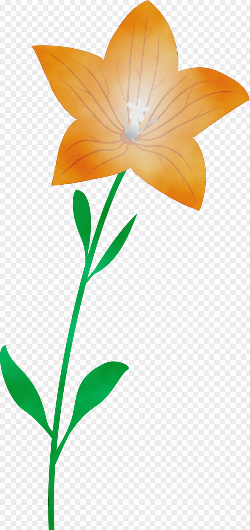 Leaf Plant Stem Cut Flowers Petal Flora PNG