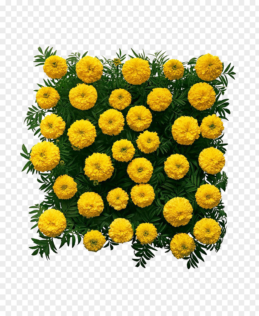 Marigold Flower Wall Chrysanthemum Mexican PNG