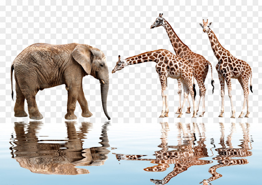 African Animals PNG animals clipart PNG