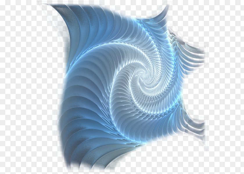 Clearance Sale 0 1 Nautiluses Graphics Line Organism PNG