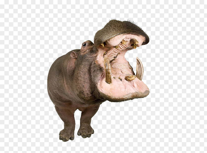 Hippopotamus Animals On White Desktop Wallpaper Photograph Image PNG