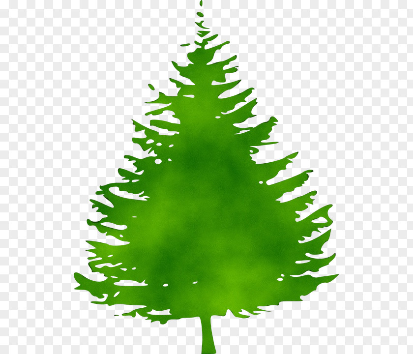 Pine Tree Fir Silhouette Conifers PNG
