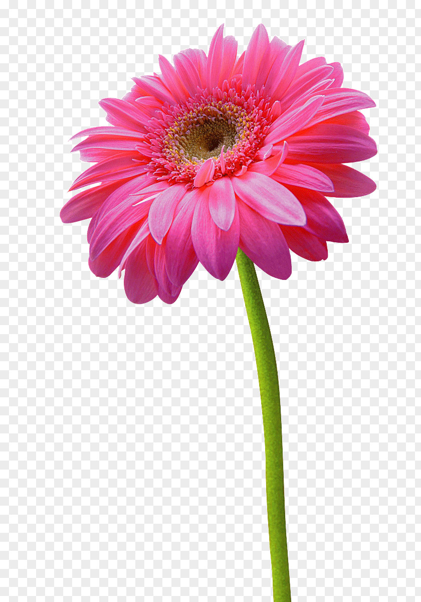 Transvaal Daisy Chrysanthemum Flower Pink PNG