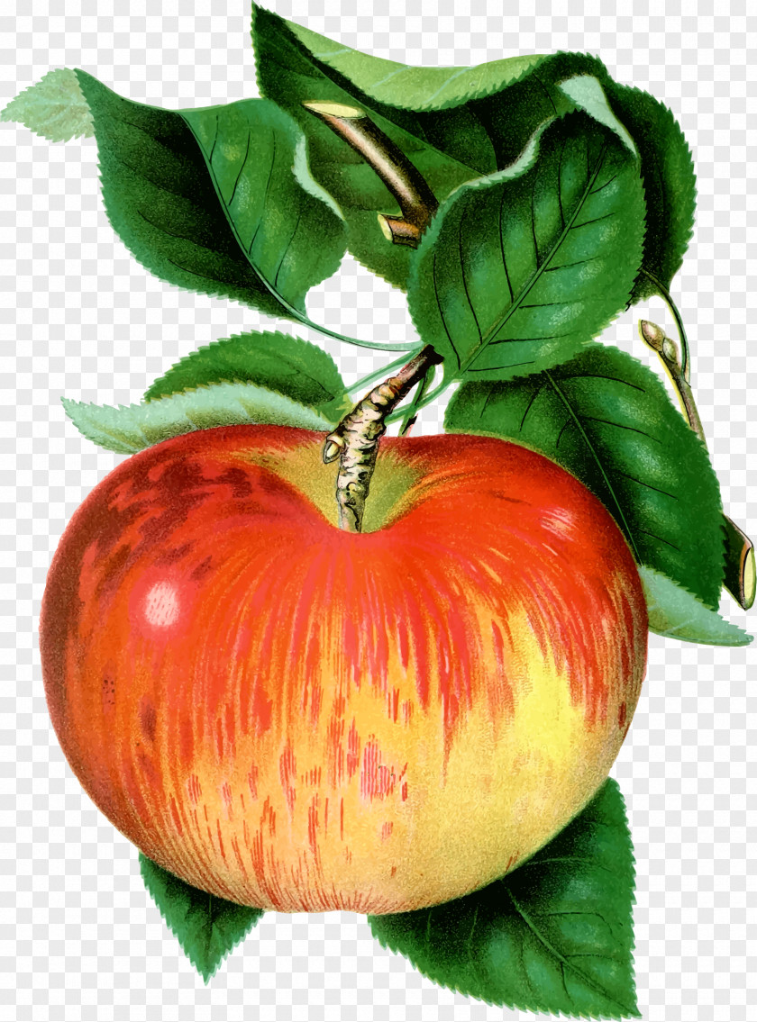 Apple Fruit Botany Cover Art Poster Drawing Plakat Naukowy PNG