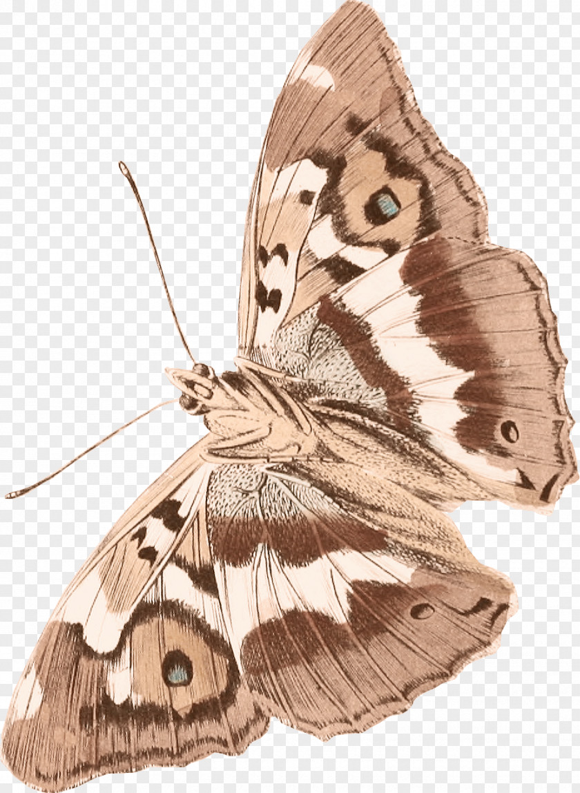 Butterfly Brush-footed Butterflies Luna Moth Clip Art PNG
