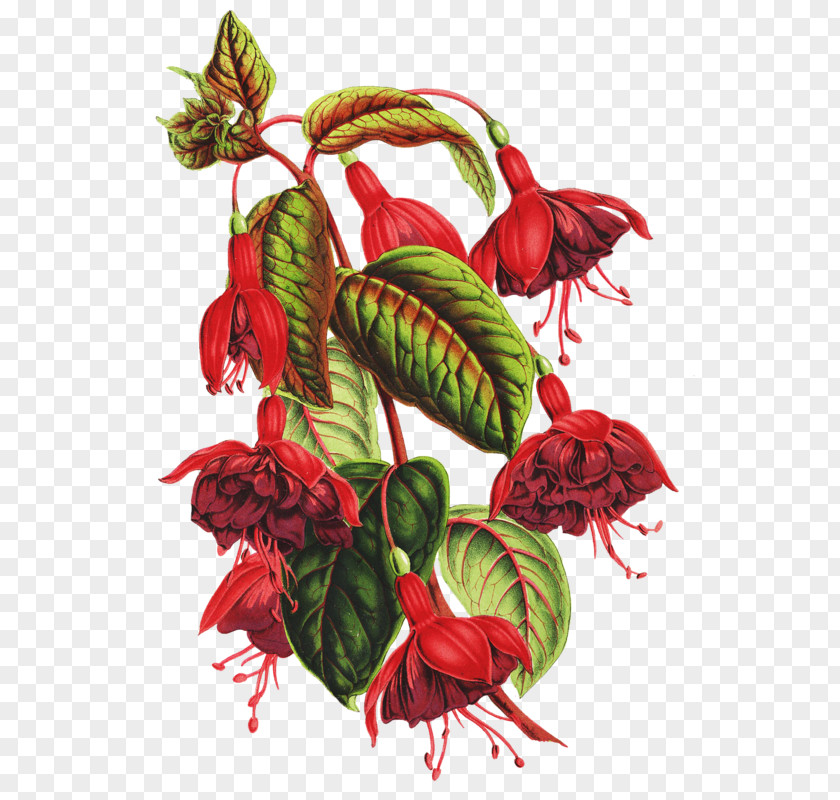 Flower Botanical Illustration Botany Drawing PNG