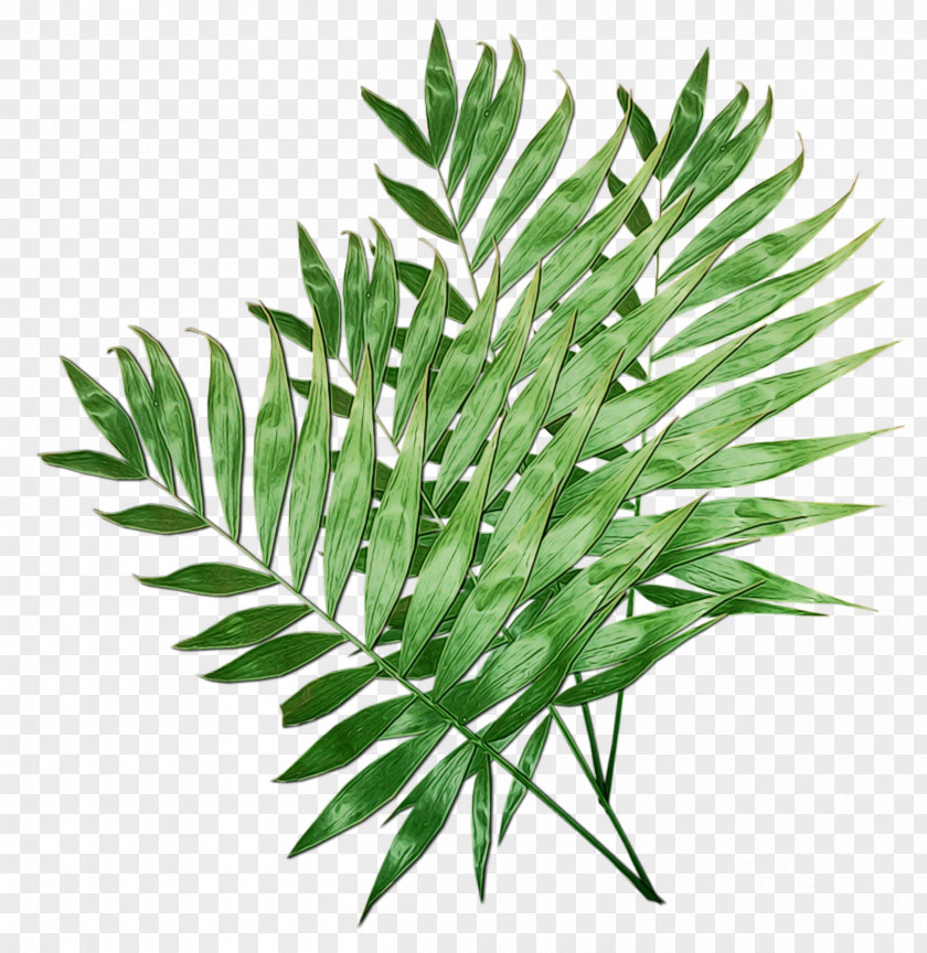 Plant Leaf Flower Grass Tree PNG