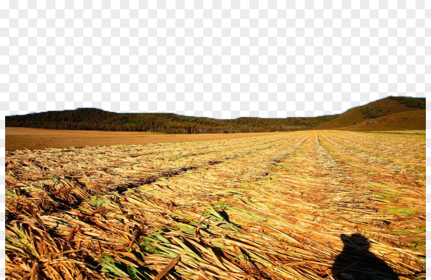 Two Golden Wheat Field Landscape Crop PNG
