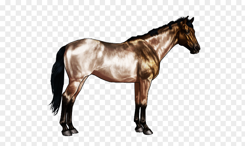 Appaloosa American Quarter Horse Markings Chestnut Buckskin PNG