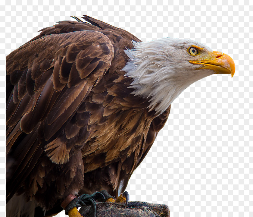 Bird Bald Eagle Of Prey White-tailed PNG