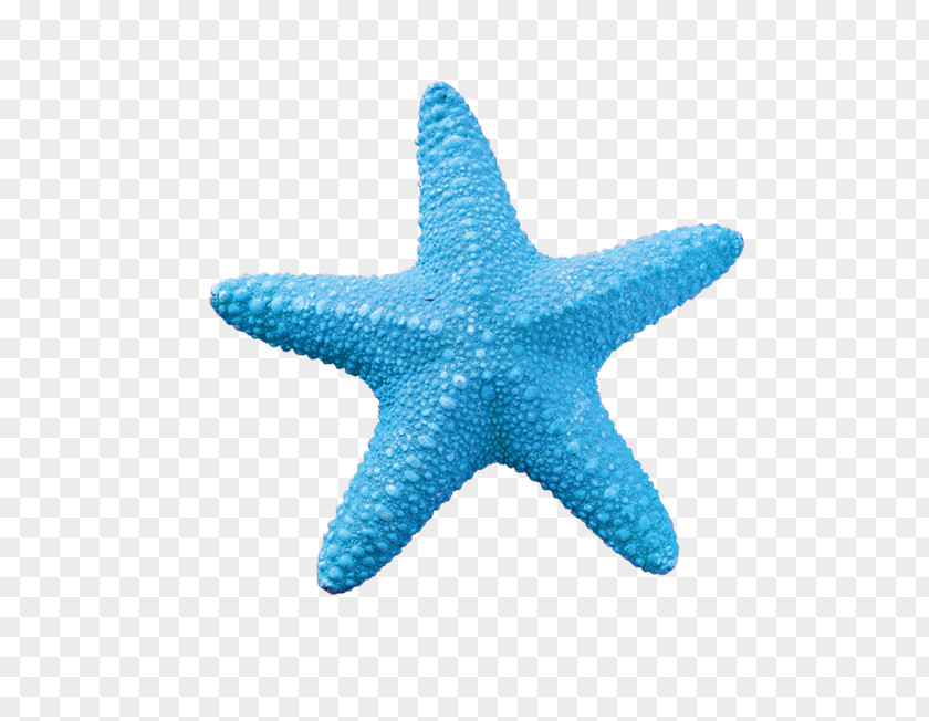 Blue Starfish Creative Image Sea Stock Photography PNG
