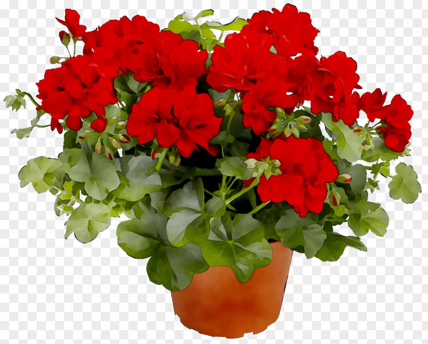 Geraniums Houseplant Annual Plant Pruning Blossom PNG