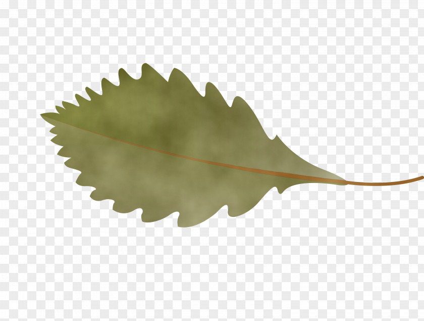 Leaf Plants Biology Science Plant Structure PNG