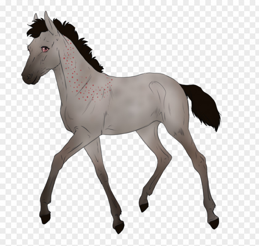 Mustang Arabian Horse Stallion Foal Pony PNG