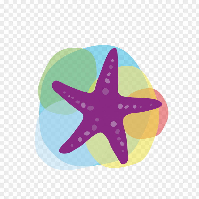 Vector Starfish Tourism Euclidean Icon PNG