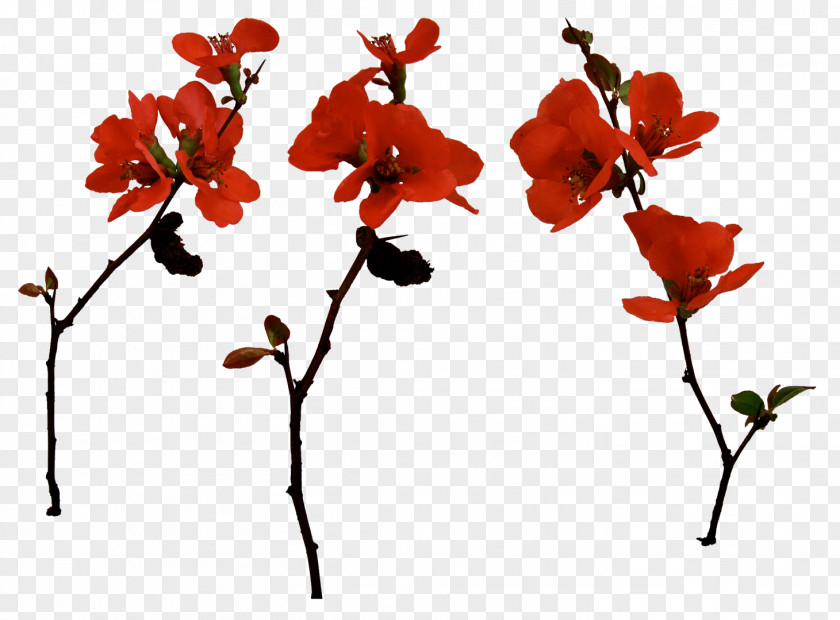 Cherry Blossom Flower Red Plant Petal Clip Art PNG