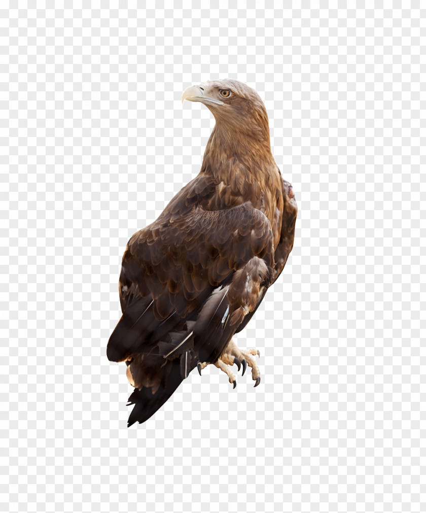 Eagle White-tailed Stock Photography Alamy PNG