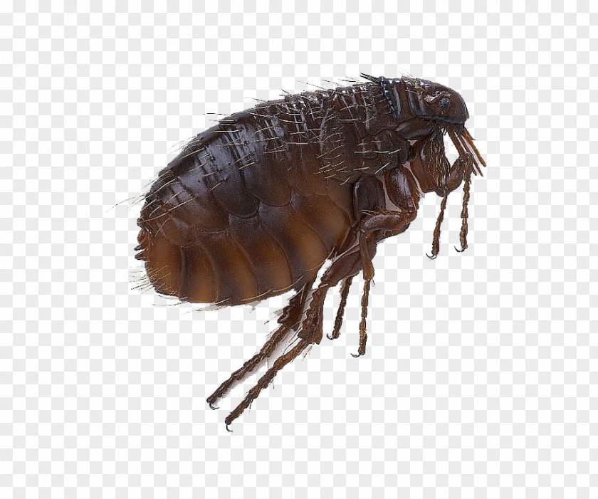 Flea Black Death Fleas And Lice Head Louse Sucking PNG