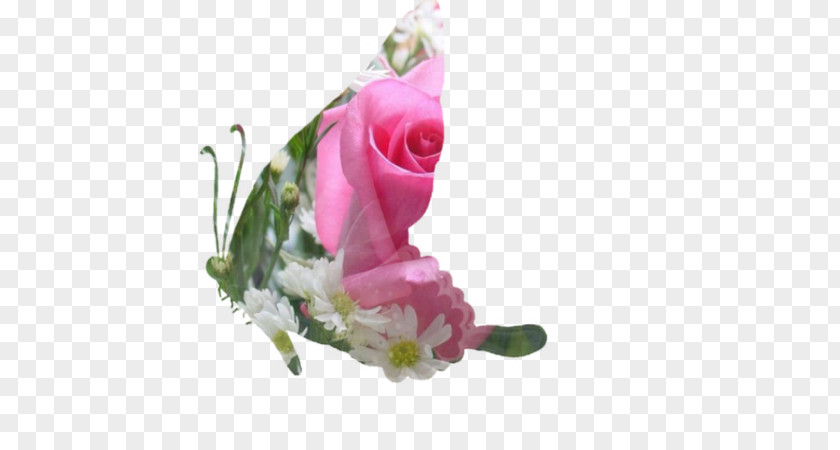 Grand Pas Garden Roses Cabbage Rose Cut Flowers Mat Floral Design PNG