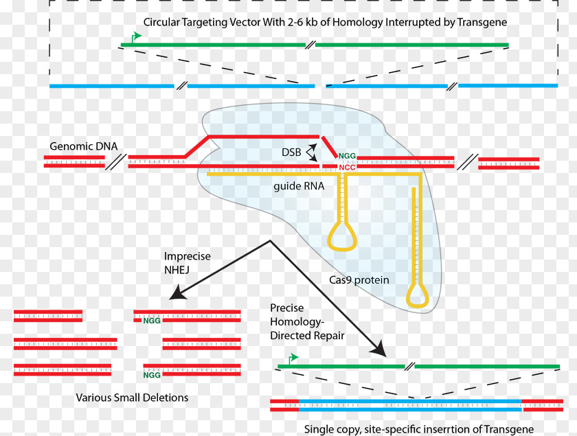 Immunity CRISPR Non-homologous End Joining Homology Directed Repair Cas9 Transcription Activator-like Effector Nuclease PNG