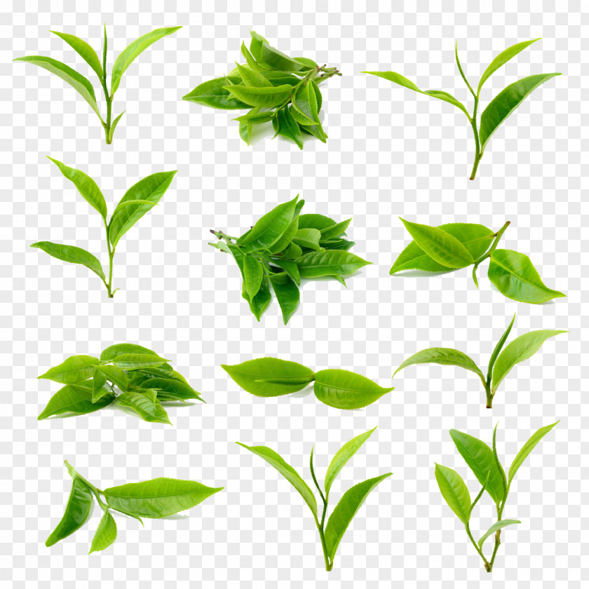 Tea Green Matcha Black PNG