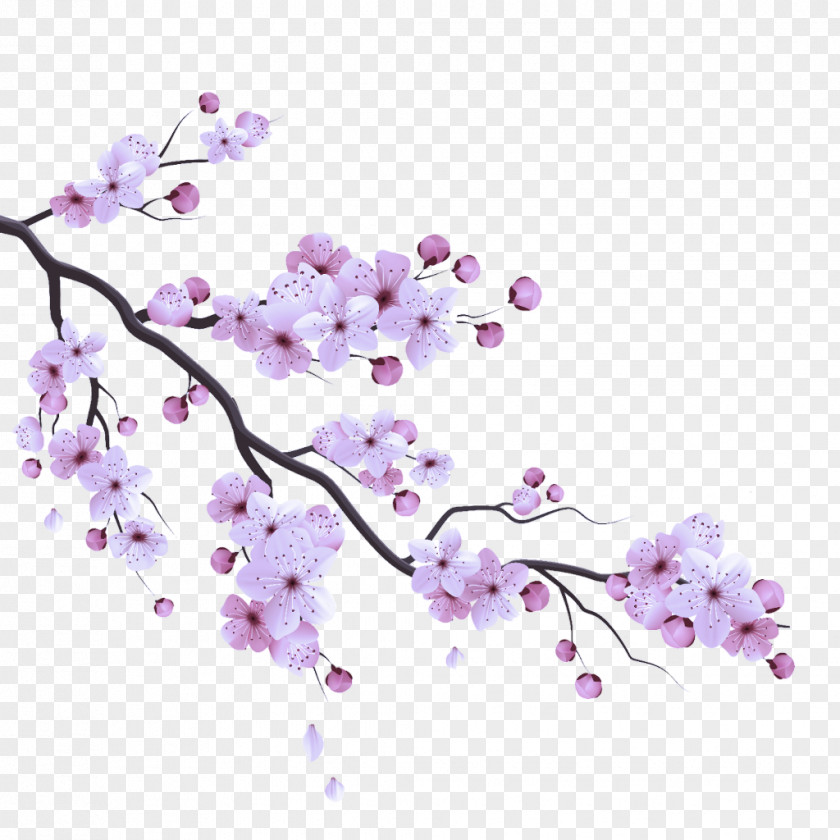 Cherry Blossom PNG