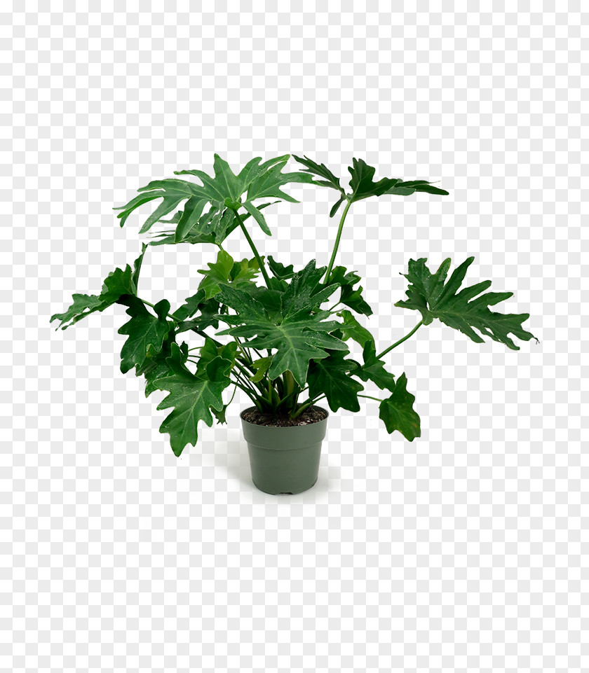 Philodendron Houseplant Flowerpot Leaf Herb Tree PNG