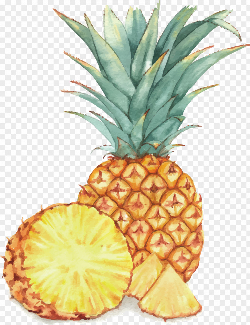 Pineapple Vector Material Watercolor Painting Fruit Drawing Illustration PNG