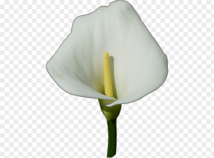 Arum Family Anthurium White Lily Flower PNG