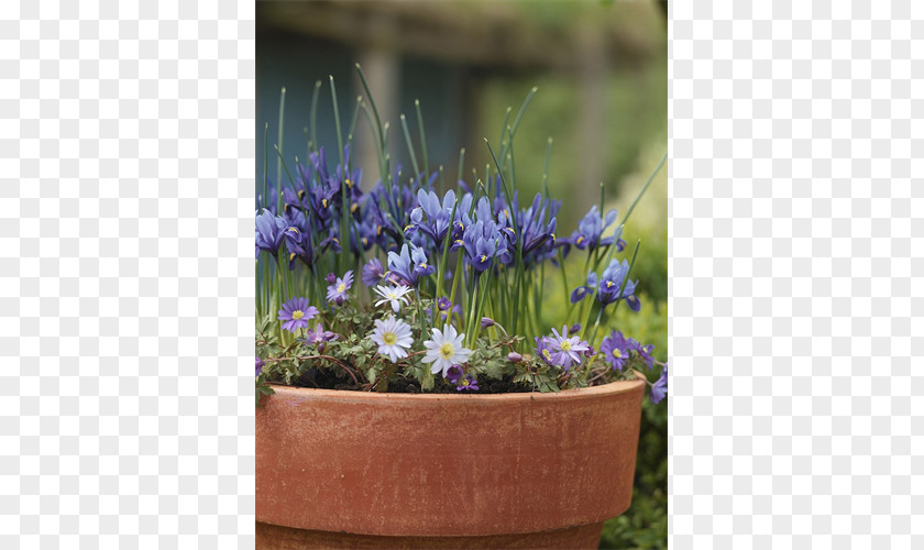 Bulb Terra Ceia Farms Lavender Irises Garden PNG