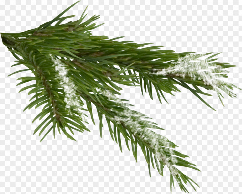 Fir-tree Tree Spruce Clip Art PNG