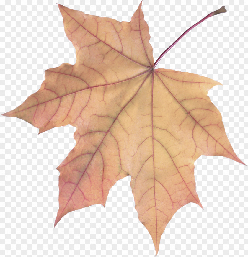 Flowering Plant Deciduous Maple Leaf PNG