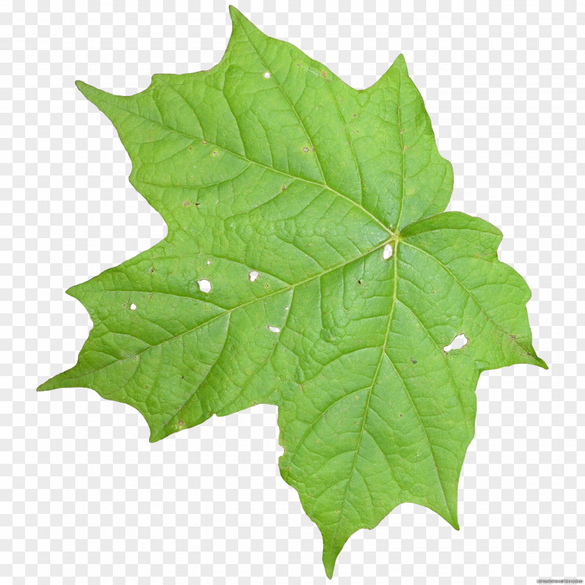 Free Download Of Leaf Icon Clipart Texture Mapping Vine PNG