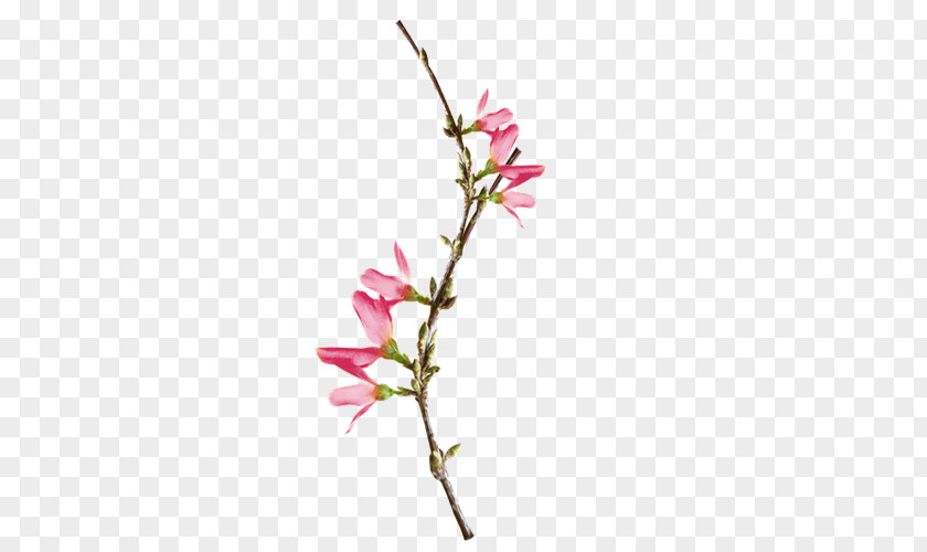 Pink Floral Pattern Flower PNG