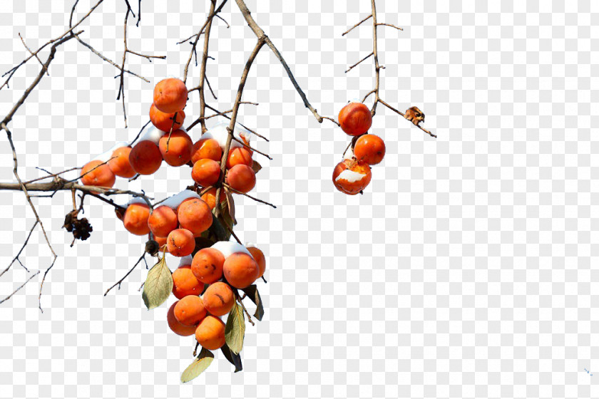 Winter Persimmons Persimmon Branch Punch Fruit PNG