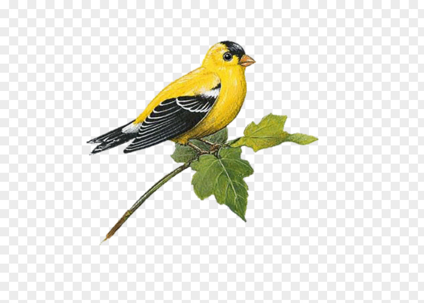 Bird Wall Decal European Goldfinch American PNG