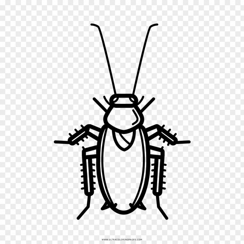 Cockroach Drawing Coloring Book Black And White PNG