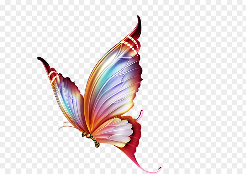 Colorful Butterfly Papillon Dog Clip Art PNG