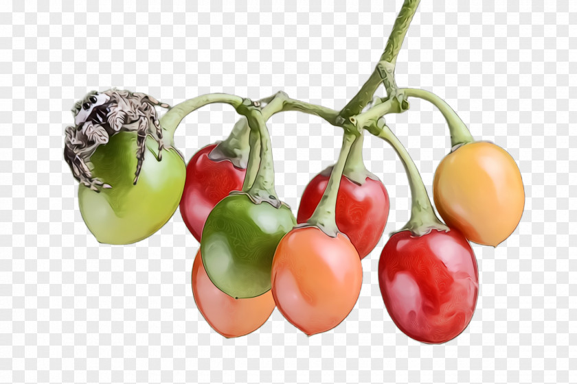 Flower Tomato PNG