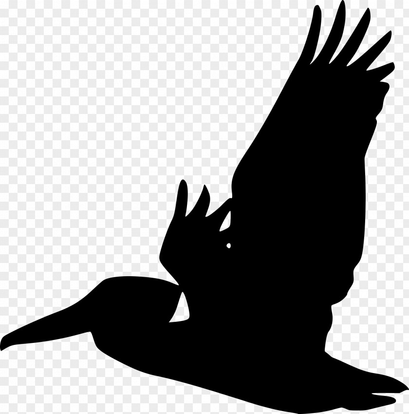 Kiwi Bird Brown Pelican Silhouette Clip Art PNG