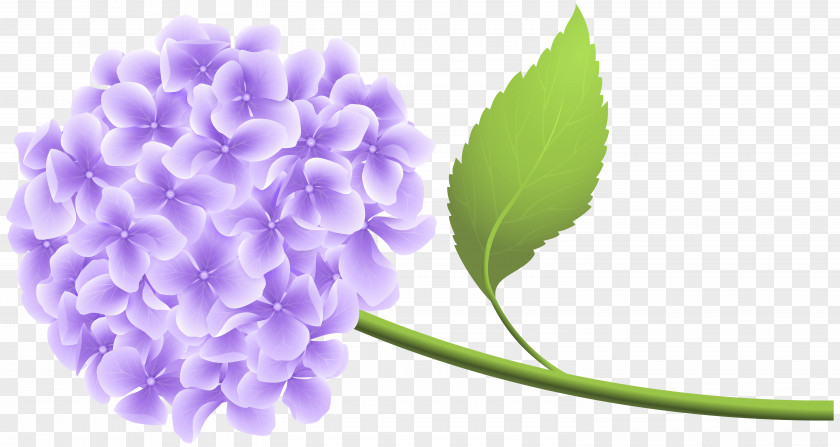 Purple Hortensia Clip Art Hydrangea PNG