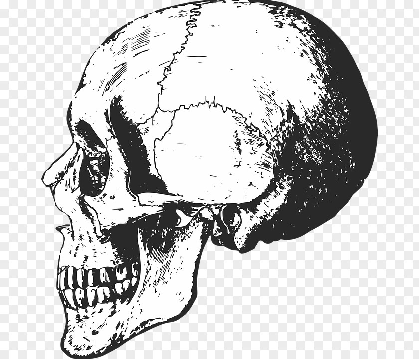 Skull Human Skeleton Bone Anatomy PNG
