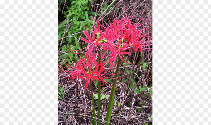 Spider Lily Flora Plant Community Subshrub PNG