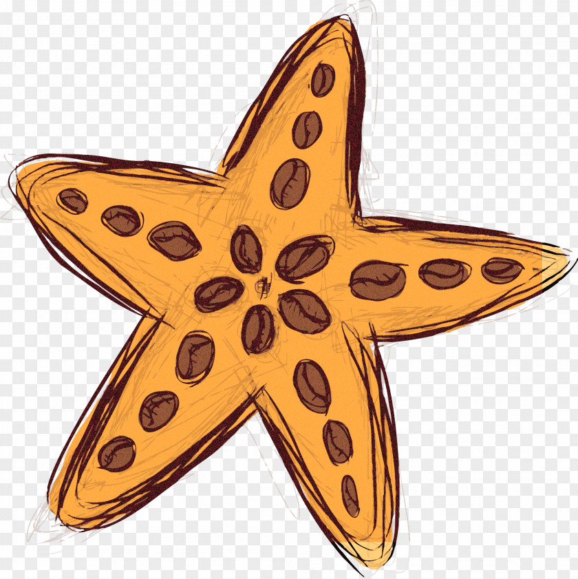 Star Starfish PNG