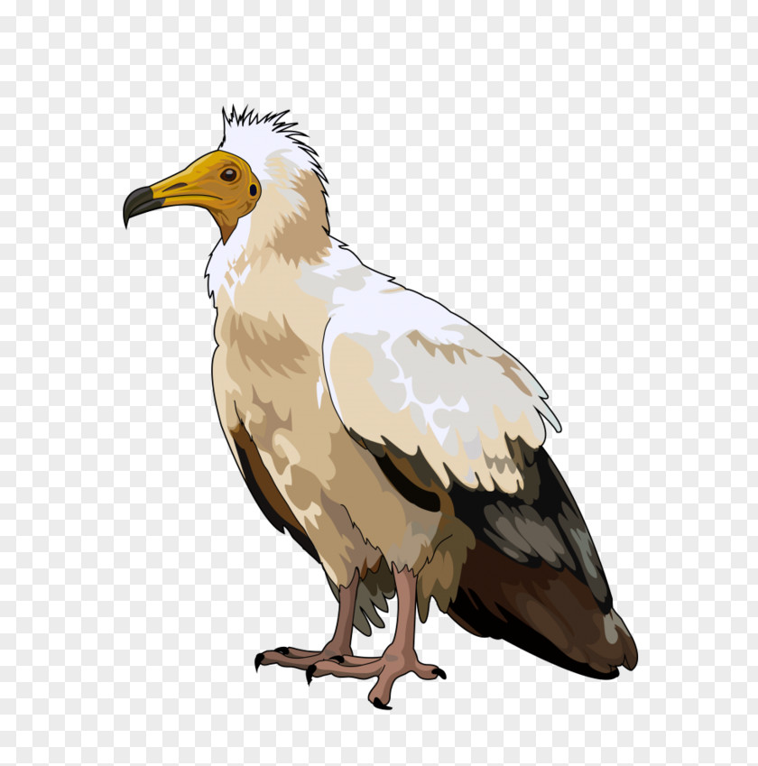 Bird Bald Eagle Egyptian Vulture Domestic Canary Clip Art PNG