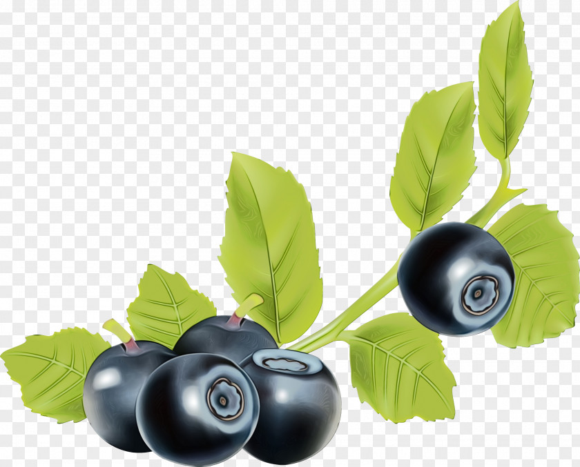 Currant Branch Tree PNG