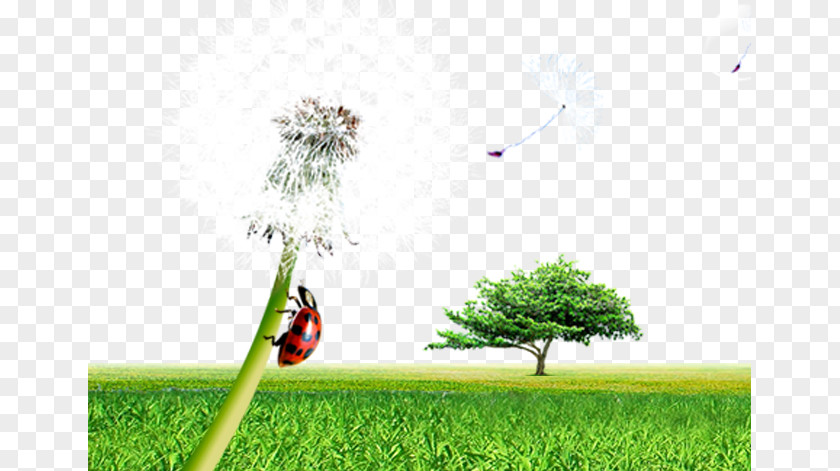 Dandelion Meadow Xianning Resource PNG