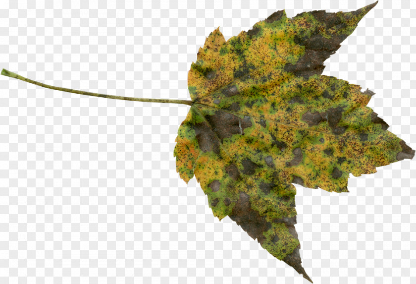 Leaf Autumn Color Clip Art Tree PNG