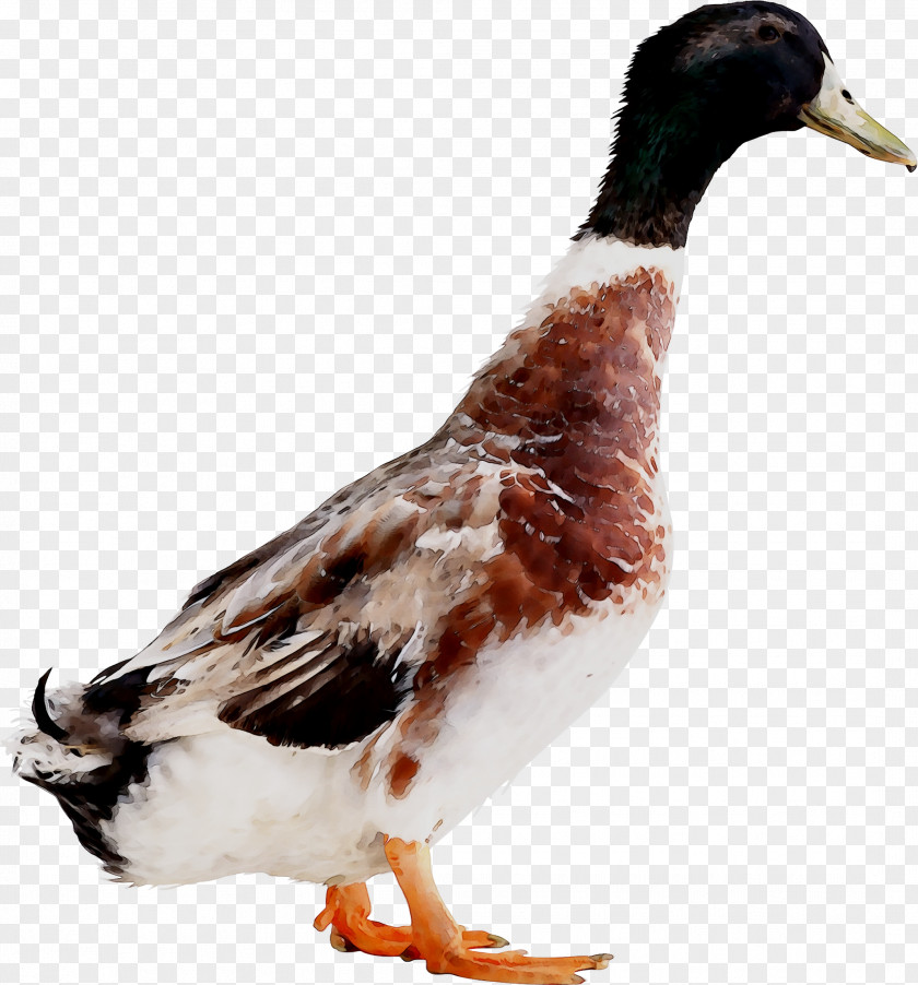 Mallard Goose Duck Fauna Feather PNG