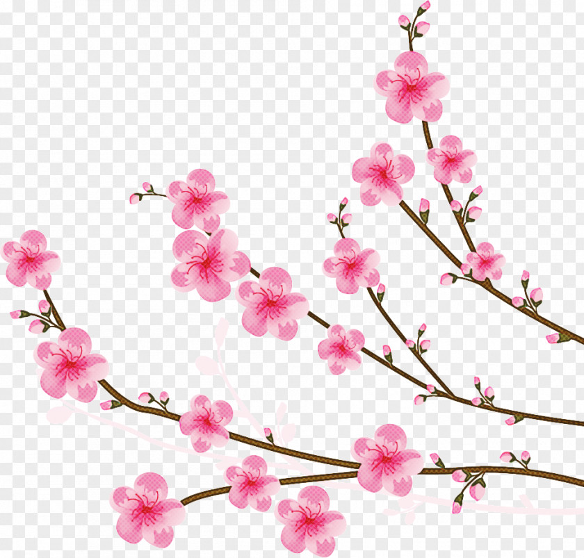 Prunus Cut Flowers Cherry Blossom Tree PNG